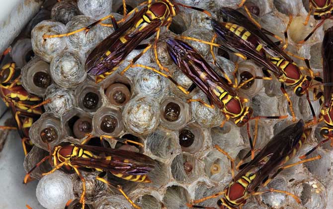 馬蜂入宅預兆著什么?無關禍福,但迷信說法中預兆著福氣和財運! 馬蜂