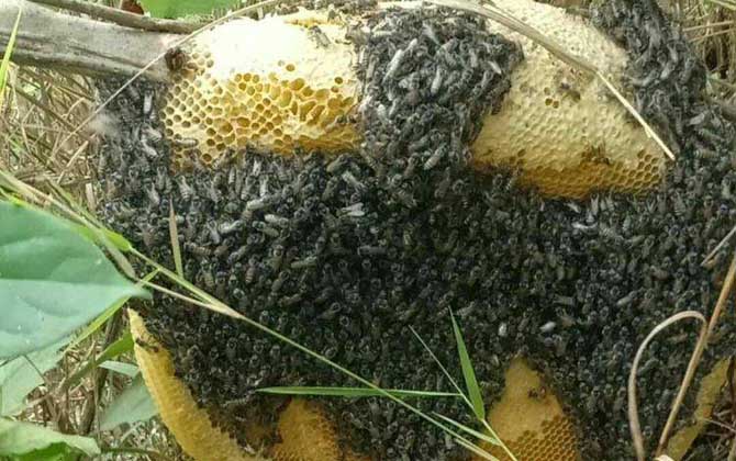 野生蜂蜜多少錢一斤?一般都不低于200元,有些甚至要300元以上! 野生蜂蜜