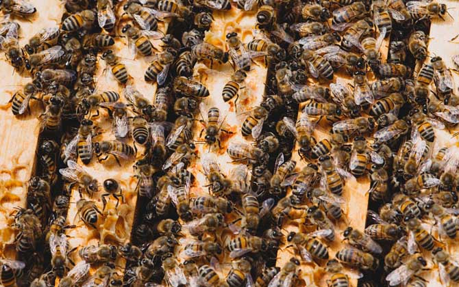 養蜂人一年收入怎么樣?純粹是靠天吃飯,年景不好甚至顆粒無收! 養蜂