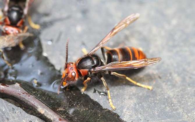 牛角蜂蟄了幾天消腫?輕者3~5天消腫,嚴重時可能有生命危險! 牛角蜂