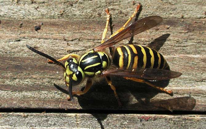 為什么家里招馬蜂?三個(gè)原因,一是迷巢,二是覓食,三是有蜂巢! 馬蜂
