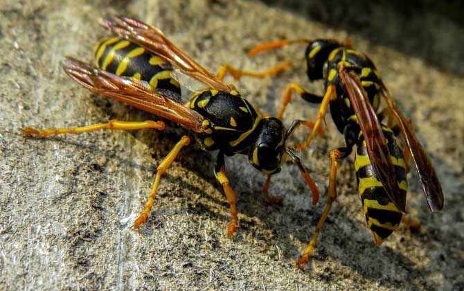 為什么家里招馬蜂?三個(gè)原因,一是迷巢,二是覓食,三是有蜂巢! 馬蜂
