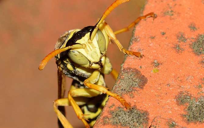 為什么家里招馬蜂?三個(gè)原因,一是迷巢,二是覓食,三是有蜂巢! 馬蜂