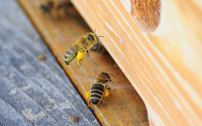 養(yǎng)蜂知識有哪些?掌握這些養(yǎng)蜂知識,蜜蜂養(yǎng)殖才能做到事半功倍! 養(yǎng)蜂