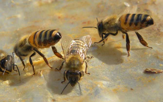 養(yǎng)蜂知識有哪些?掌握這些養(yǎng)蜂知識,蜜蜂養(yǎng)殖才能做到事半功倍! 養(yǎng)蜂