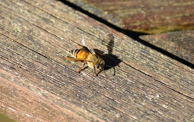 養(yǎng)蜂知識有哪些?掌握這些養(yǎng)蜂知識,蜜蜂養(yǎng)殖才能做到事半功倍! 養(yǎng)蜂