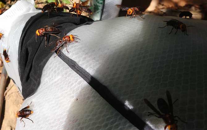 虎頭蜂防蜂服多少錢一套?不要貪圖便宜,否則受傷的還是自己! 虎頭蜂防蜂服