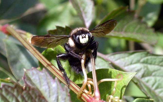 比虎頭蜂還大的黑蜂是什么蜂?有可能是熊蜂,也有可能是木蜂! 竹蜂