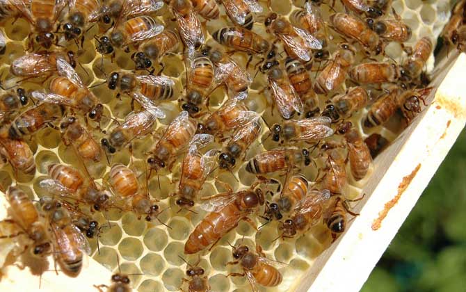 一框蜂怎樣繁殖快?管理是關(guān)鍵,管理好了一框蜂也能快速繁殖! 養(yǎng)蜂