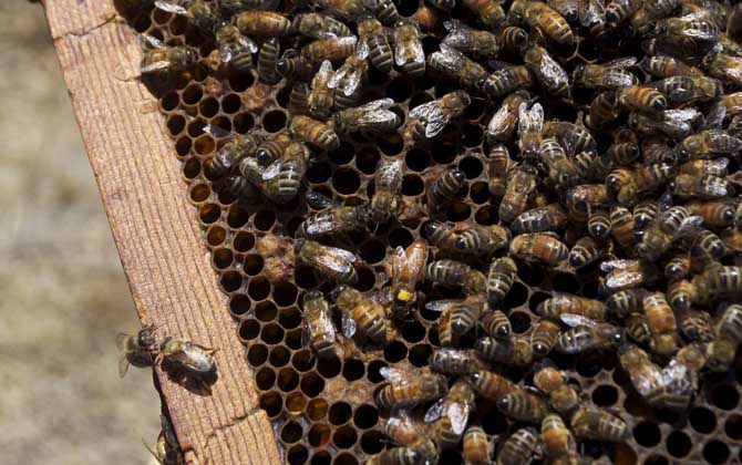 一框蜂怎樣繁殖快?管理是關(guān)鍵,管理好了一框蜂也能快速繁殖! 養(yǎng)蜂