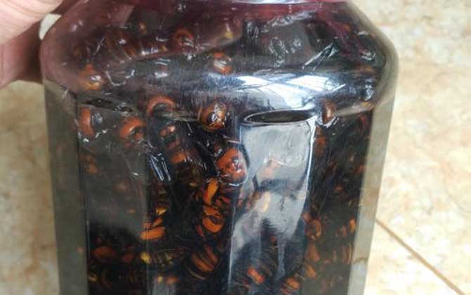 馬蜂泡酒喝死人是真的嗎?的確是真的,長期過量飲用可致人死亡! 馬蜂泡酒