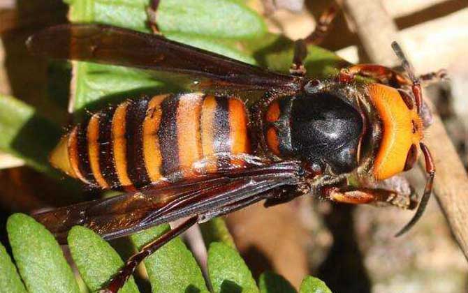 虎頭蜂蟄了找不到刺怎么辦?不必?fù)?dān)心,虎頭蜂蟄人一般不會有刺! 虎頭蜂