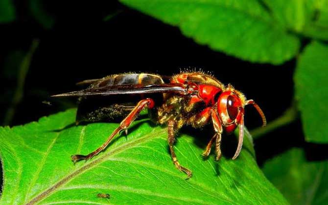 虎頭蜂蟄了找不到刺怎么辦?不必?fù)?dān)心,虎頭蜂蟄人一般不會有刺! 虎頭蜂
