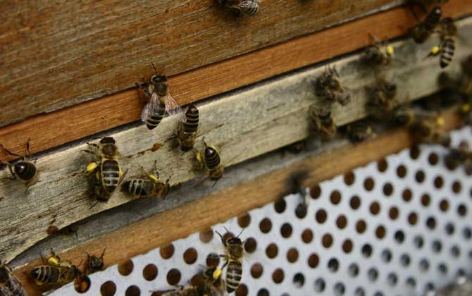 一箱蜂一年能分幾箱?沒有固定的答案,主要取決于分蜂方式! 蜜蜂