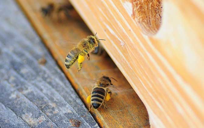 一箱蜂一年能分幾箱?沒有固定的答案,主要取決于分蜂方式! 蜜蜂