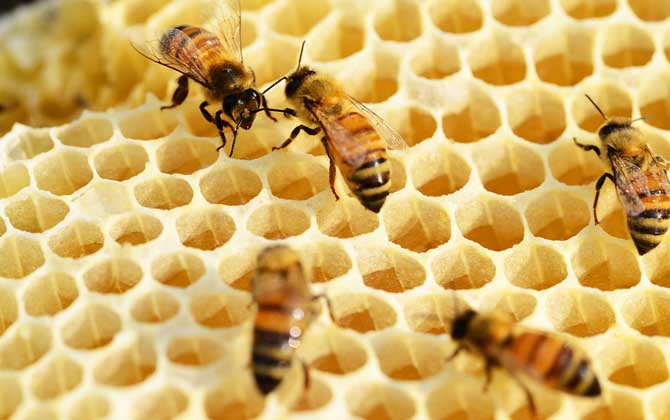 女人吃蜂巢有什么好處?不但能增強抗病力,還有美容養顏效果! 蜂巢