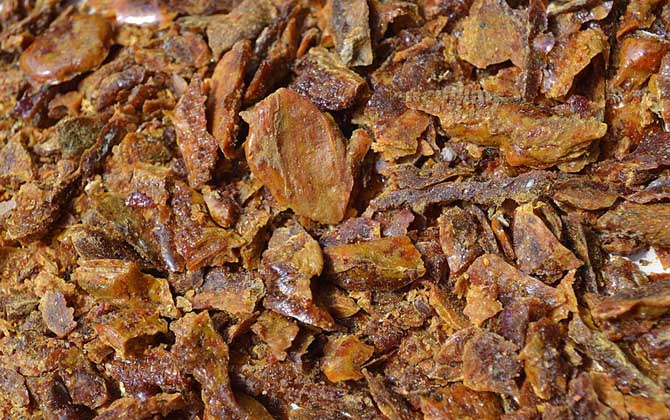 蜂膠傷肝是怎么回事?正確服用能保肝,食用不當反而損傷肝臟! 蜂膠