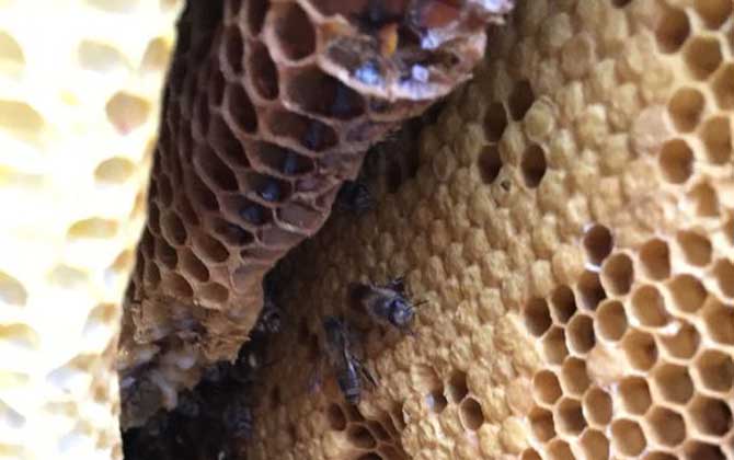 蜂巢哪4類人不能吃,這4類人不能吃蜂巢,否則反而有害無益! 蜂巢