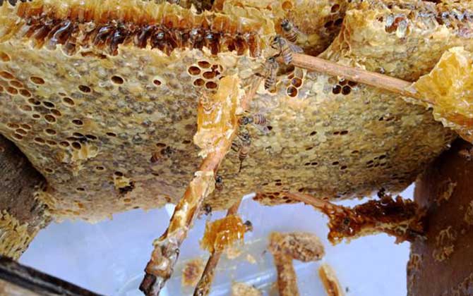 蜂巢的作用與功效及禁忌,吃蜂巢雖好,但也不是能隨便吃的! 蜂巢