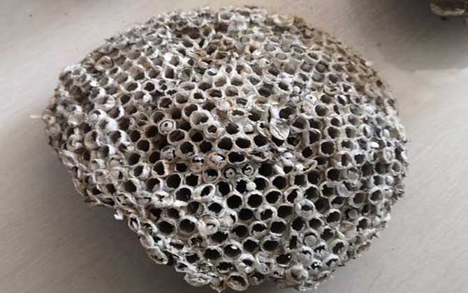 蜂房外用壯陽是真的?有一定的輔助效果,但亂用容易發生過敏! 蜂房