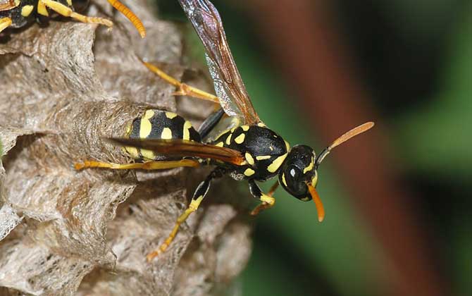 蜂房有壯陽的功效與作用嗎?有一定的效果,但尚未得到證實! 蜂房