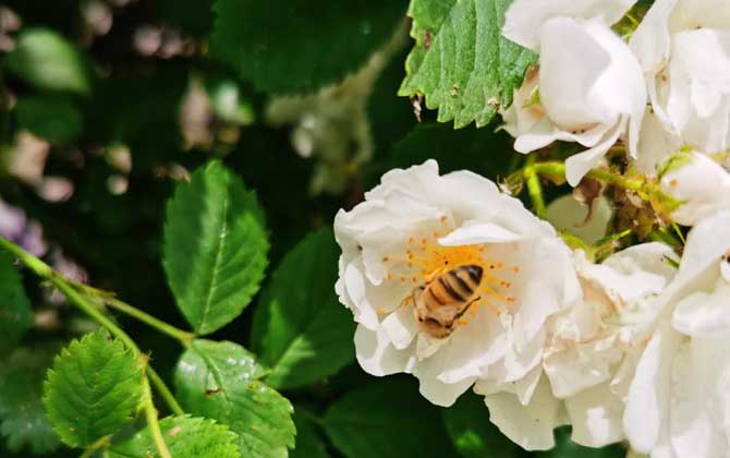 最簡單找山蜜蜂方法,學會這幾招,野生蜜蜂窩一找一個準! 采蜜蜂