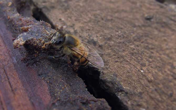 新手如何養蜜蜂?養蜂是個技術活,新手要養好蜜蜂并不簡單! 養蜂