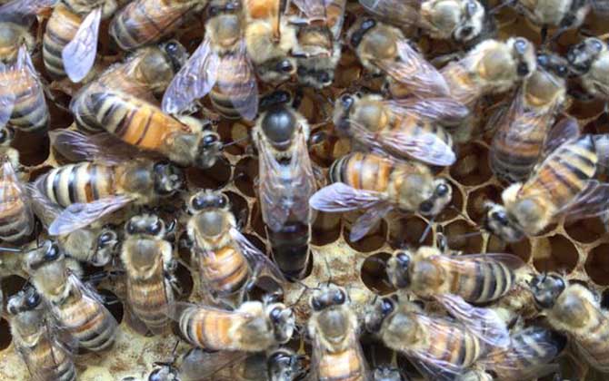 蜂王死了蜂群怎么辦? 蜂王
