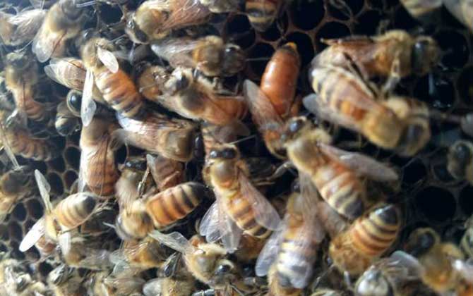 蜂王死了蜂群怎么辦? 蜂王
