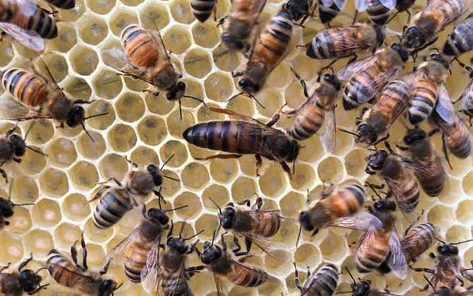 蜂王死了蜂群怎么辦? 蜂王