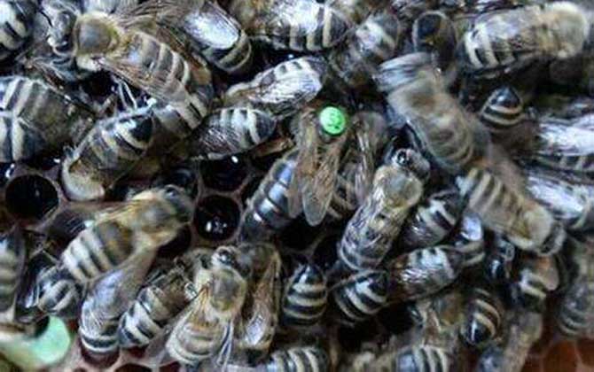 蜜蜂的種類大全及優(yōu)缺點(diǎn) 東北黑蜂