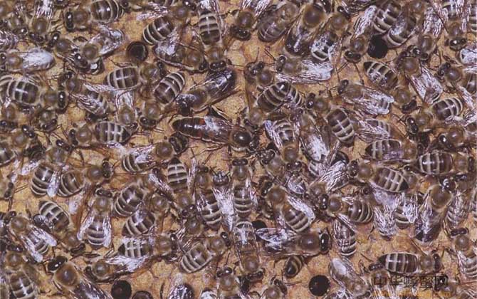 蜜蜂的種類大全及優(yōu)缺點(diǎn) 高加索蜂