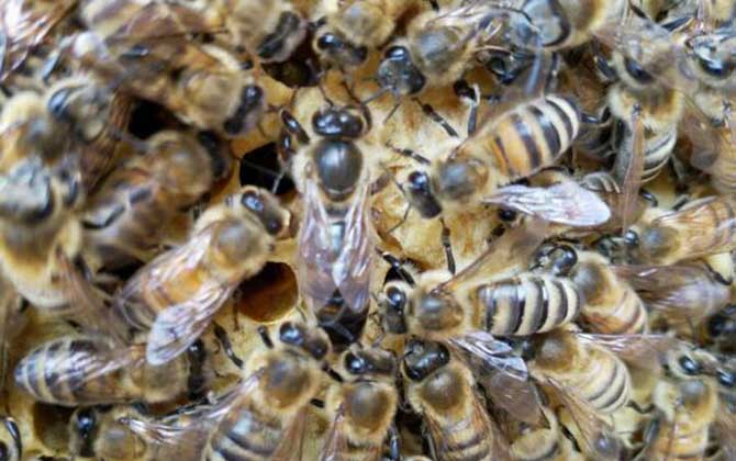 養蜂場地怎么選擇? 養蜂