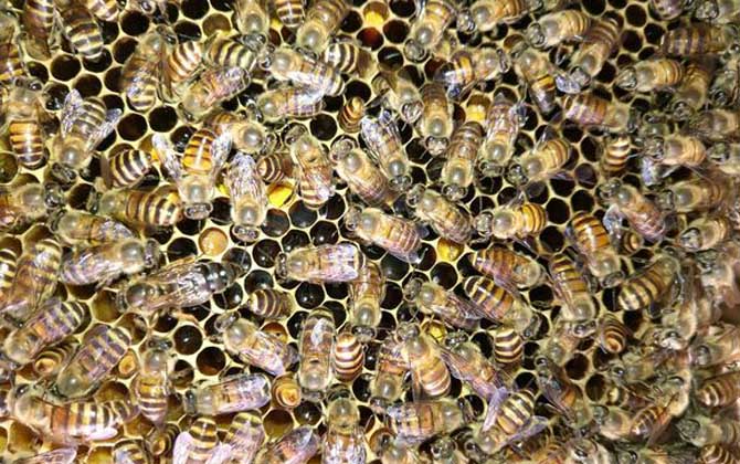 蜜蜂養殖要哪些條件? 蜜蜂養殖