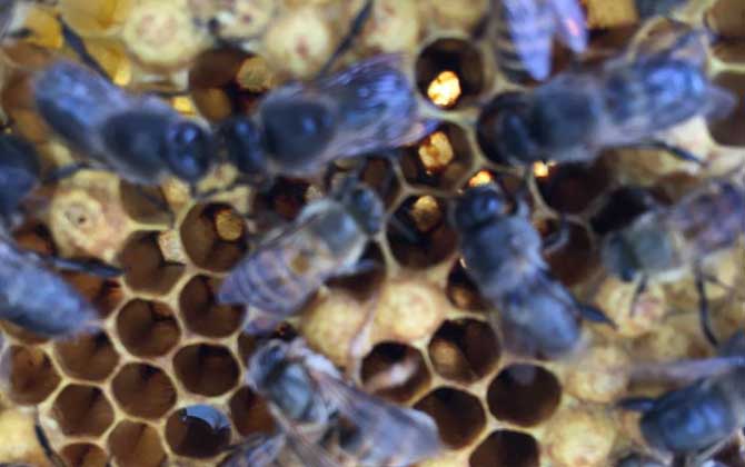 雄蜂有哪些特點和作用? 雄蜂