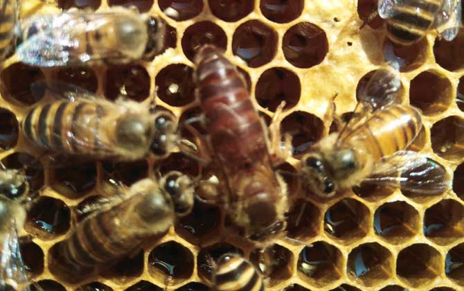 蜜蜂分蜂后怎么收回來? 分蜂