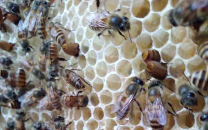 怎樣招蜜蜂方法最快 怎樣招蜜蜂