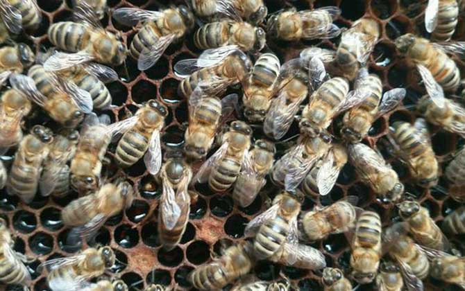 蜜蜂換王的簡單方法 換王