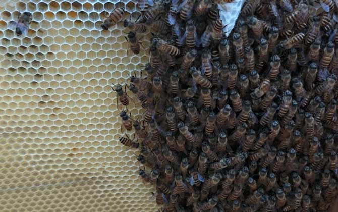 蜜蜂換王的簡單方法 換王