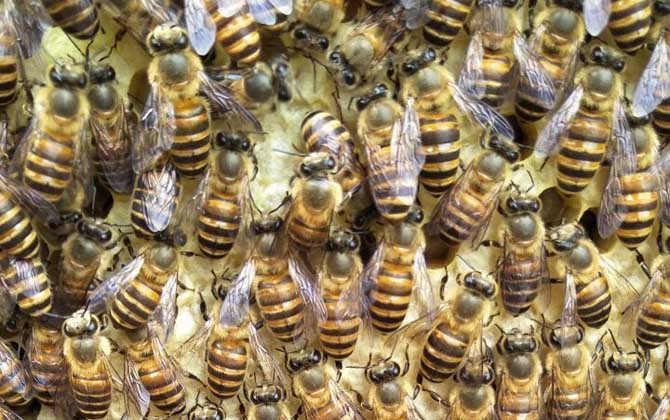 怎么鑒別蜂王的好壞? 蜂王