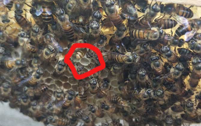 新手最簡單育王方法 育王