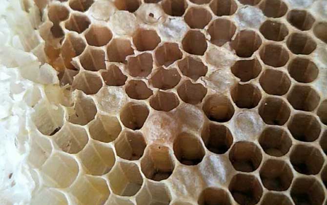 新手最簡單育王方法 育王