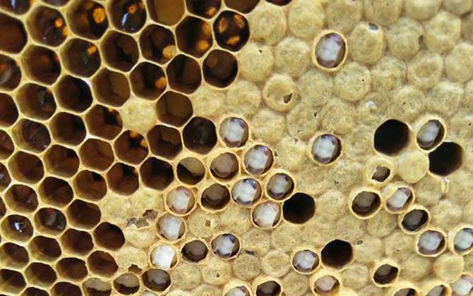 如何利用急造王臺分蜂? 急造王臺