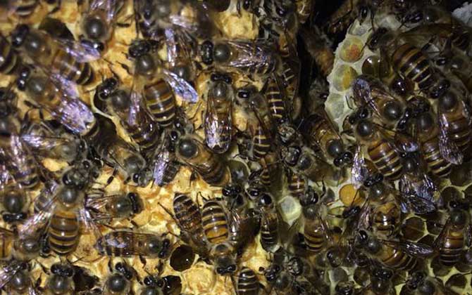 蜂王為什么不產卵? 蜂王