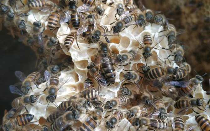 處理盜蜂最好的辦法 盜蜂