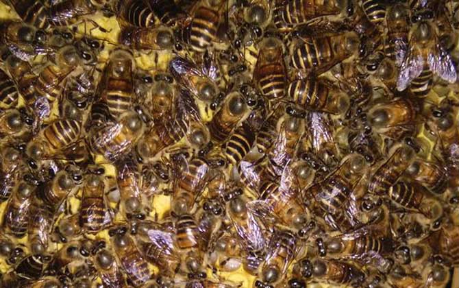 處理盜蜂最好的辦法 盜蜂