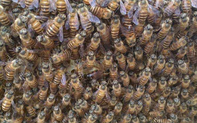 怎么能看出是有盜蜂? 盜蜂