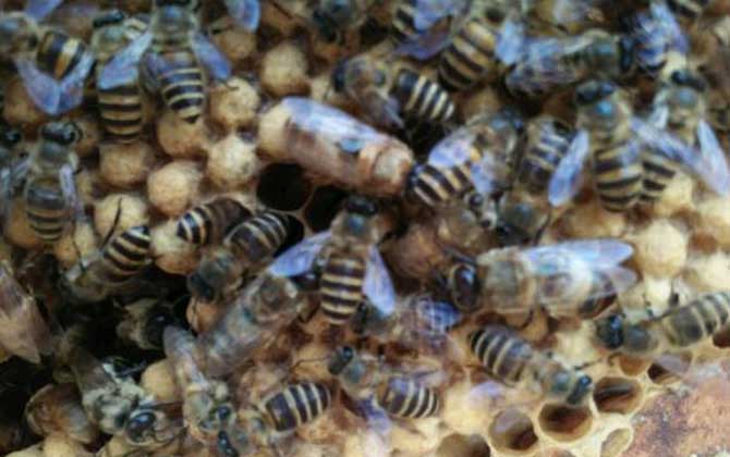 盜蜂有什么危害? 盜蜂