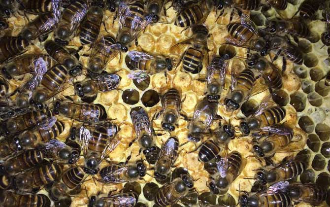 工蜂為什么會(huì)產(chǎn)卵? 工蜂產(chǎn)卵