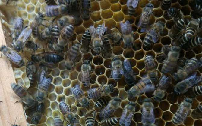 工蜂為什么會(huì)產(chǎn)卵? 工蜂產(chǎn)卵